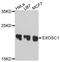 Exosome Component 1 antibody, A10811, Boster Biological Technology, Western Blot image 