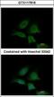 Exocyst Complex Component 4 antibody, GTX117816, GeneTex, Immunofluorescence image 