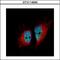 Heterogeneous Nuclear Ribonucleoprotein M antibody, GTX114999, GeneTex, Immunofluorescence image 