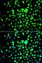 Zinc finger and BTB domain-containing protein 25 antibody, LS-C349191, Lifespan Biosciences, Immunofluorescence image 