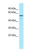 Complement factor H-related protein 4 antibody, orb326523, Biorbyt, Western Blot image 