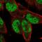 Zinc Finger Protein 85 antibody, HPA044760, Atlas Antibodies, Immunofluorescence image 