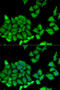 Ribosomal Protein S7 antibody, 22-445, ProSci, Immunofluorescence image 