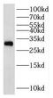 Ribosomal Protein L7a antibody, FNab07443, FineTest, Western Blot image 