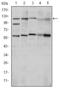 Hypoxia-inducible factor 1-alpha antibody, M00013-2, Boster Biological Technology, Western Blot image 