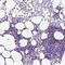 Killer Cell Lectin Like Receptor D1 antibody, NBP2-48815, Novus Biologicals, Immunohistochemistry frozen image 