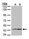 Cytidine Monophosphate N-Acetylneuraminic Acid Synthetase antibody, LS-C185699, Lifespan Biosciences, Western Blot image 