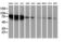 ZFP36 Ring Finger Protein antibody, LS-C172649, Lifespan Biosciences, Western Blot image 