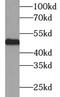 Neuronal Pentraxin 1 antibody, FNab05827, FineTest, Western Blot image 