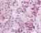 Endothelin B receptor-like protein 2 antibody, 48-239, ProSci, Immunohistochemistry frozen image 