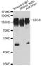CD34 antibody, A13929, ABclonal Technology, Western Blot image 