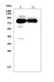 Protein phosphatase 1E antibody, A08794, Boster Biological Technology, Western Blot image 