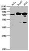 5-Hydroxytryptamine Receptor 2C antibody, CSB-RA616248A0HU, Cusabio, Western Blot image 