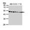 Eukaryotic Translation Elongation Factor 1 Alpha 2 antibody, orb89504, Biorbyt, Western Blot image 