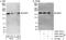 Misshapen Like Kinase 1 antibody, A302-191A, Bethyl Labs, Immunoprecipitation image 