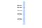 RB Transcriptional Corepressor Like 1 antibody, PA5-40551, Invitrogen Antibodies, Western Blot image 