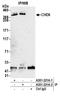Chromodomain-helicase-DNA-binding protein 6 antibody, A301-221A, Bethyl Labs, Immunoprecipitation image 