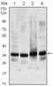 General Transcription Factor IIB antibody, LS-C171486, Lifespan Biosciences, Western Blot image 