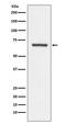 Angiopoietin 1 antibody, M00853, Boster Biological Technology, Western Blot image 
