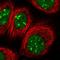 Parathymosin antibody, HPA038186, Atlas Antibodies, Immunofluorescence image 