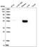 Cytokine receptor-like factor 1 antibody, HPA041793, Atlas Antibodies, Western Blot image 