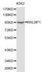 RalA Binding Protein 1 antibody, abx001054, Abbexa, Western Blot image 