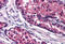 Rho GTPase Activating Protein 33 antibody, MBS241654, MyBioSource, Immunohistochemistry frozen image 