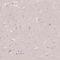 Prepronociceptin antibody, NBP2-58314, Novus Biologicals, Immunohistochemistry frozen image 