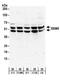 RNA Binding Fox-1 Homolog 2 antibody, NB110-40588, Novus Biologicals, Western Blot image 