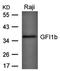 Growth Factor Independent 1B Transcriptional Repressor antibody, orb43502, Biorbyt, Western Blot image 