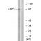 LDL Receptor Related Protein 3 antibody, A14350, Boster Biological Technology, Western Blot image 