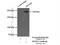 Myosin Heavy Chain 14 antibody, 20716-1-AP, Proteintech Group, Immunoprecipitation image 