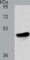 Adiponectin Receptor 1 antibody, TA321847, Origene, Western Blot image 