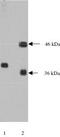 Neural Proliferation, Differentiation And Control 1 antibody, MBS395295, MyBioSource, Western Blot image 