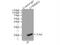 Copper Metabolism Domain Containing 1 antibody, 11938-1-AP, Proteintech Group, Immunoprecipitation image 