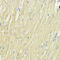Eukaryotic Translation Elongation Factor 1 Alpha 1 antibody, 18-137, ProSci, Immunohistochemistry frozen image 