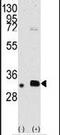 MAGE Family Member B2 antibody, PA5-13158, Invitrogen Antibodies, Western Blot image 