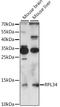 Ribosomal Protein L34 antibody, A15716, ABclonal Technology, Western Blot image 