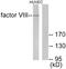 Coagulation Factor VIII antibody, EKC1933, Boster Biological Technology, Western Blot image 