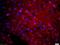 Microtubule Associated Protein Tau antibody, orb7065, Biorbyt, Immunohistochemistry paraffin image 