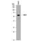Prolylcarboxypeptidase antibody, MAB7164, R&D Systems, Western Blot image 
