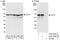 Chaperonin Containing TCP1 Subunit 3 antibody, A303-458A, Bethyl Labs, Immunoprecipitation image 