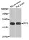 Interferon Regulatory Factor 3 antibody, orb135763, Biorbyt, Western Blot image 
