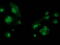 CUB Domain Containing Protein 1 antibody, TA502181, Origene, Immunofluorescence image 