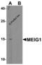 Meiosis/Spermiogenesis Associated 1 antibody, 6381, ProSci, Western Blot image 