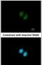 Ribosomal RNA Processing 12 Homolog antibody, PA5-31659, Invitrogen Antibodies, Immunofluorescence image 