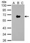Luciferase antibody, PA5-32209, Invitrogen Antibodies, Western Blot image 