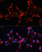 Cathepsin L antibody, 14-245, ProSci, Immunofluorescence image 