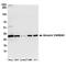 Annexin A5 antibody, A304-789A, Bethyl Labs, Western Blot image 