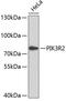 Phosphoinositide-3-Kinase Regulatory Subunit 2 antibody, 13-909, ProSci, Western Blot image 